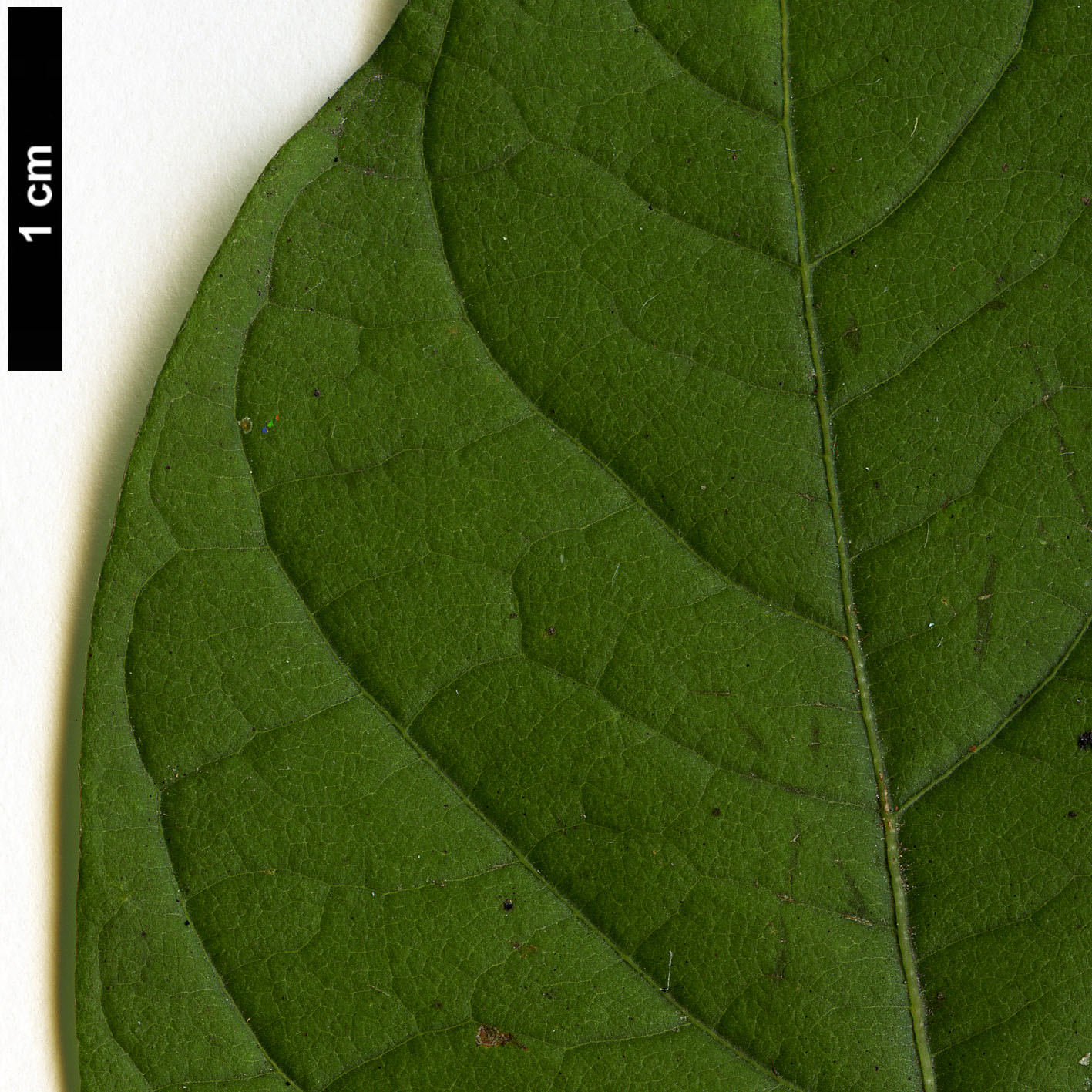High resolution image: Family: Lauraceae - Genus: Lindera - Taxon: sericea - SpeciesSub: var. glabrata